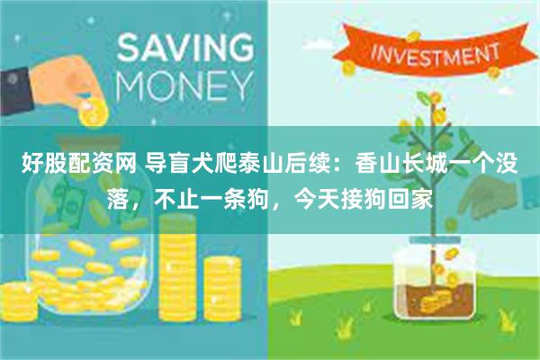 好股配资网 导盲犬爬泰山后续：香山长城一个没落，不止一条狗，今天接狗回家